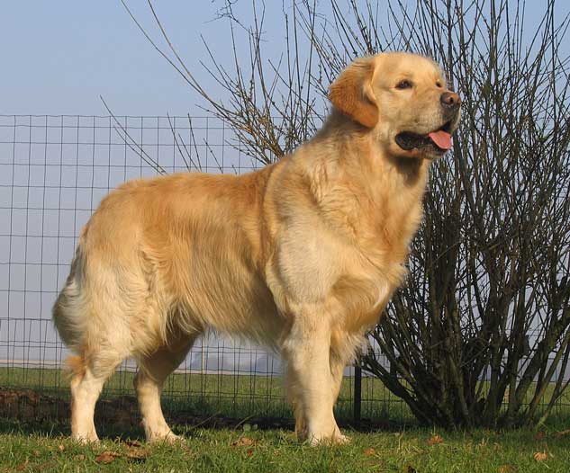 Gold chorus Athos