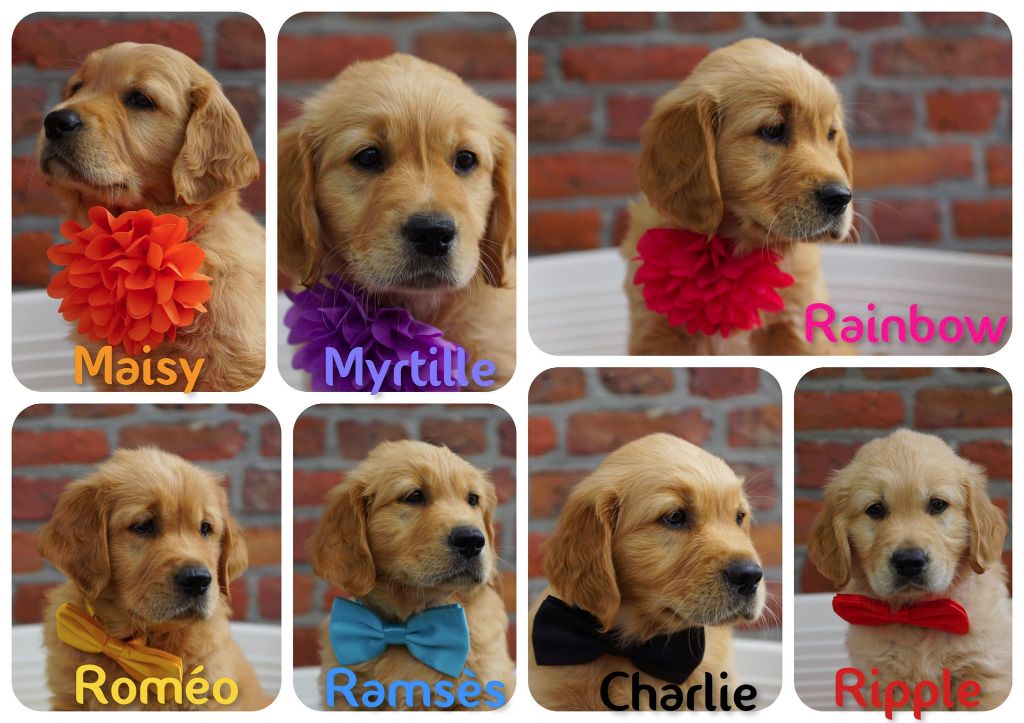 Chiots de Magic Chorus avec Pixie the Field of Angels